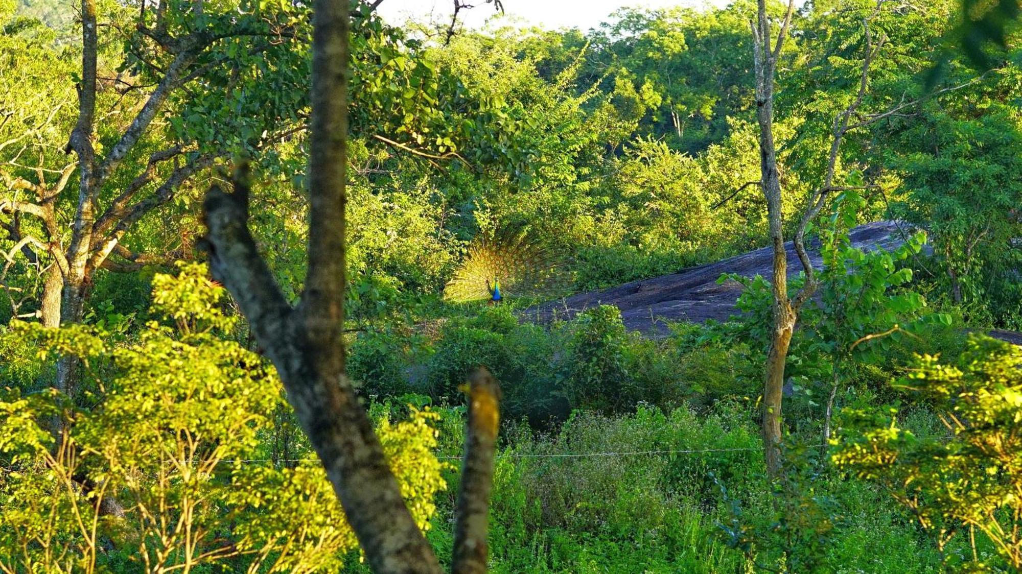 Sigiri Saat Cabana Sigiriya Exterior foto