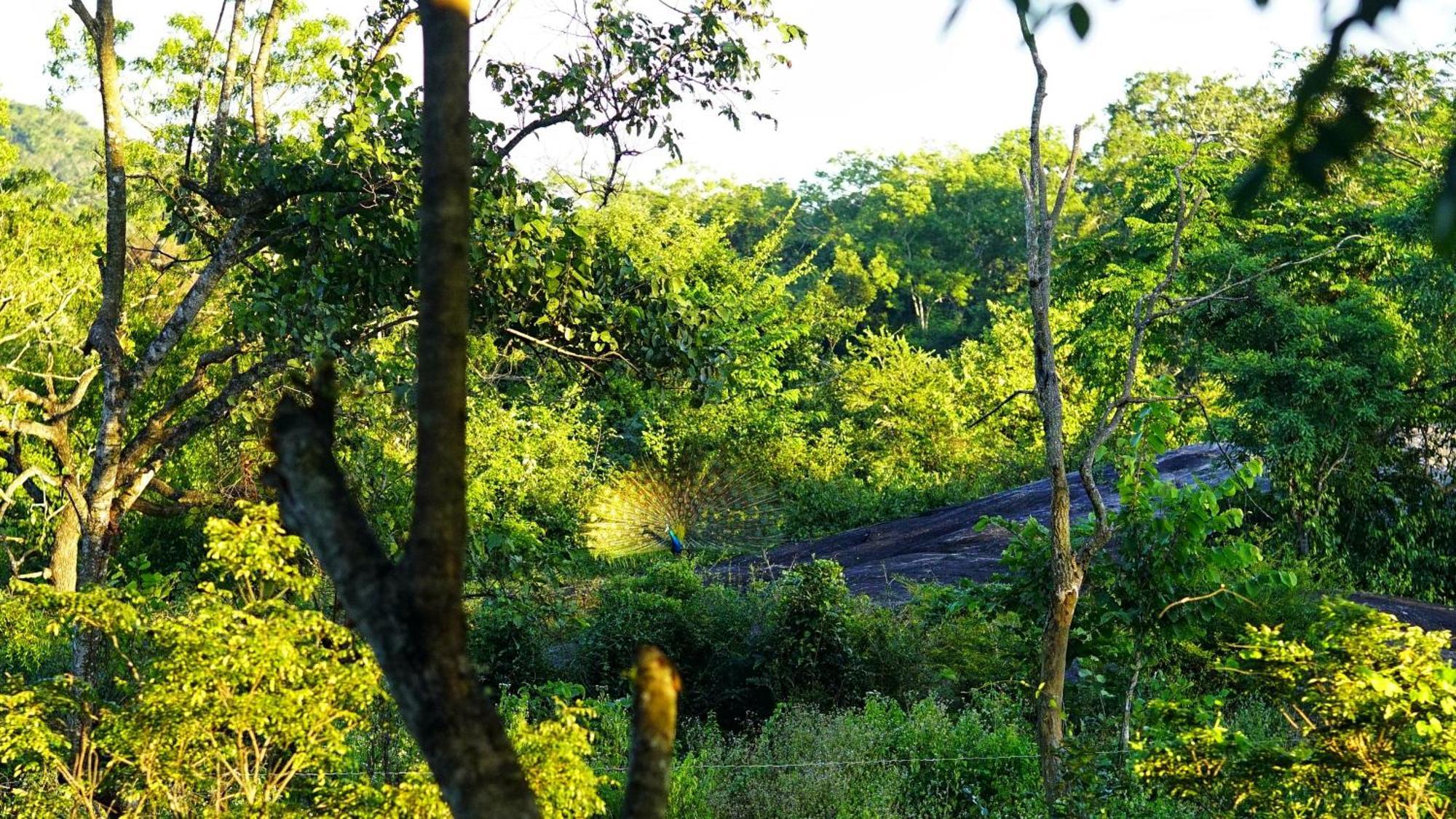 Sigiri Saat Cabana Sigiriya Exterior foto